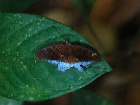 Image of Tanaecia godartii Gray 1846