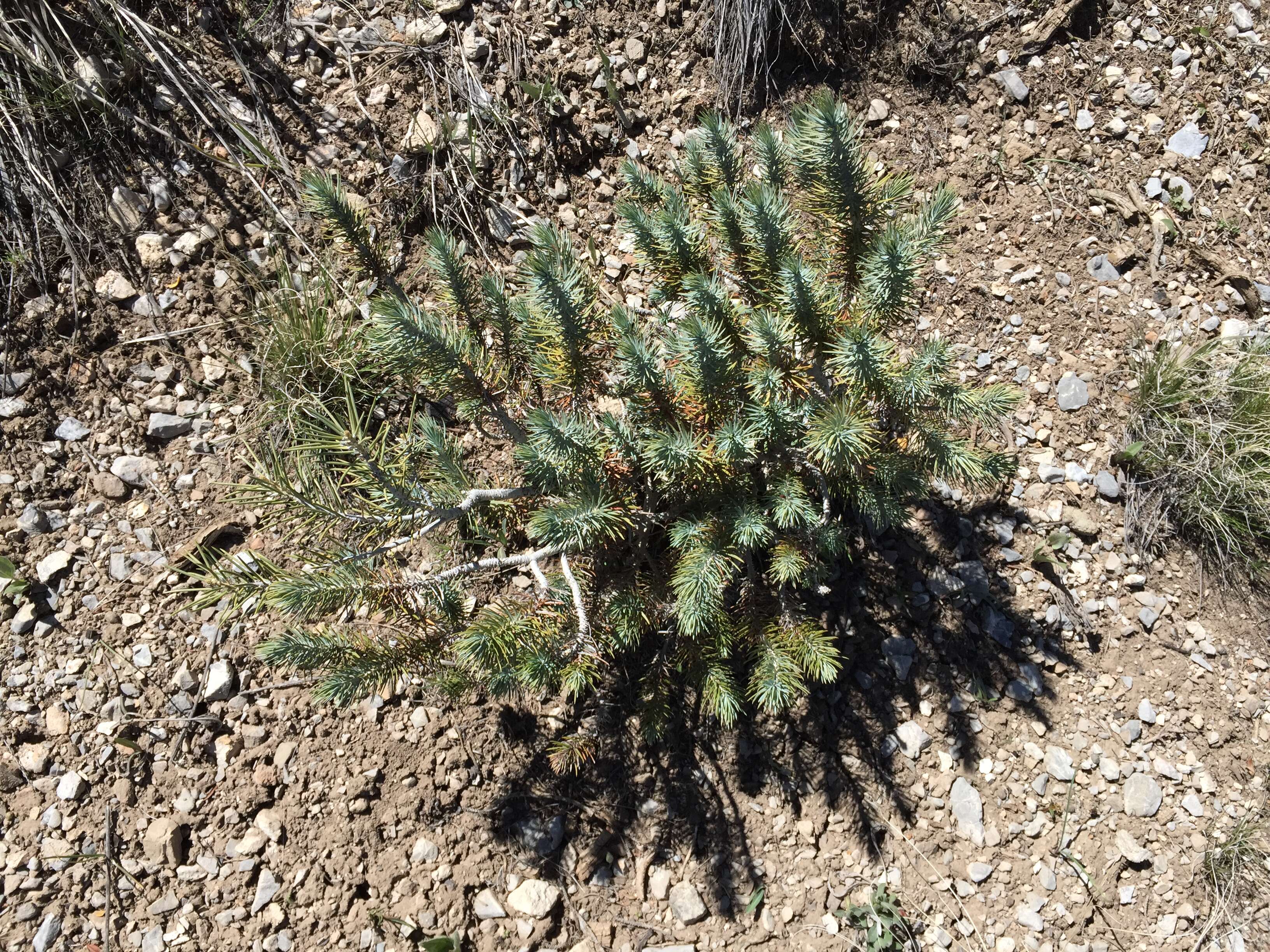 Image of singleleaf pinyon