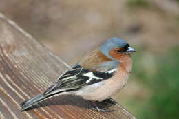 Image of Fringilla Linnaeus 1758