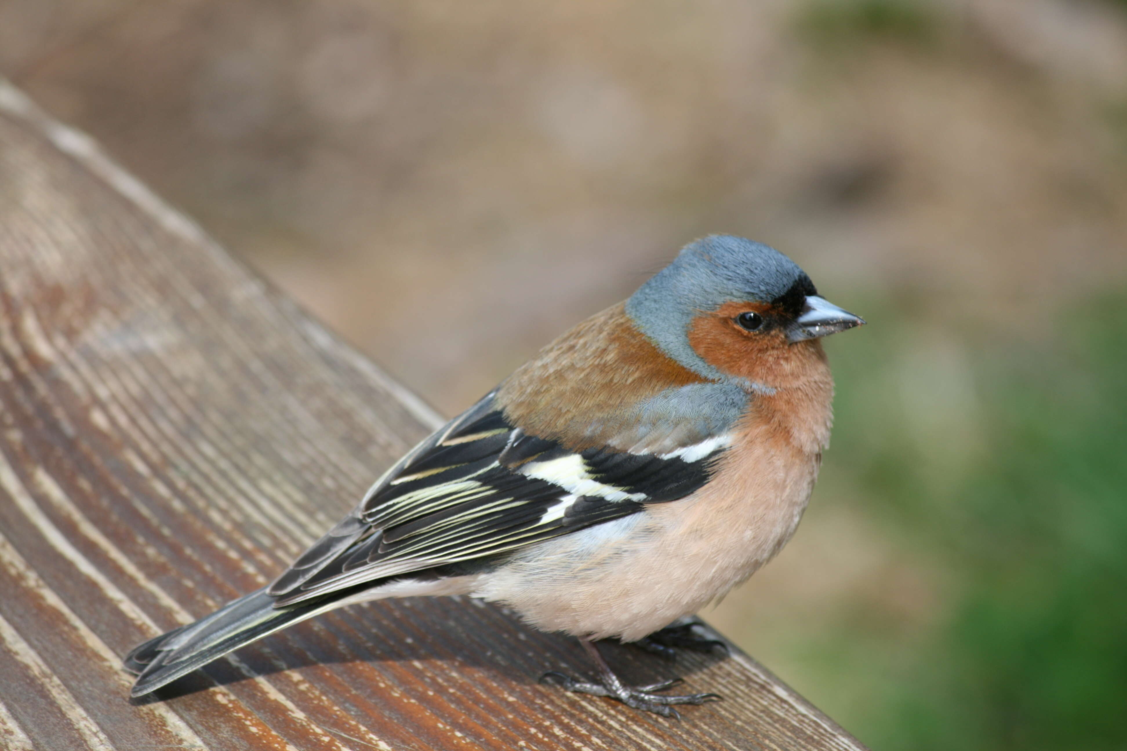 Image of Fringilla Linnaeus 1758