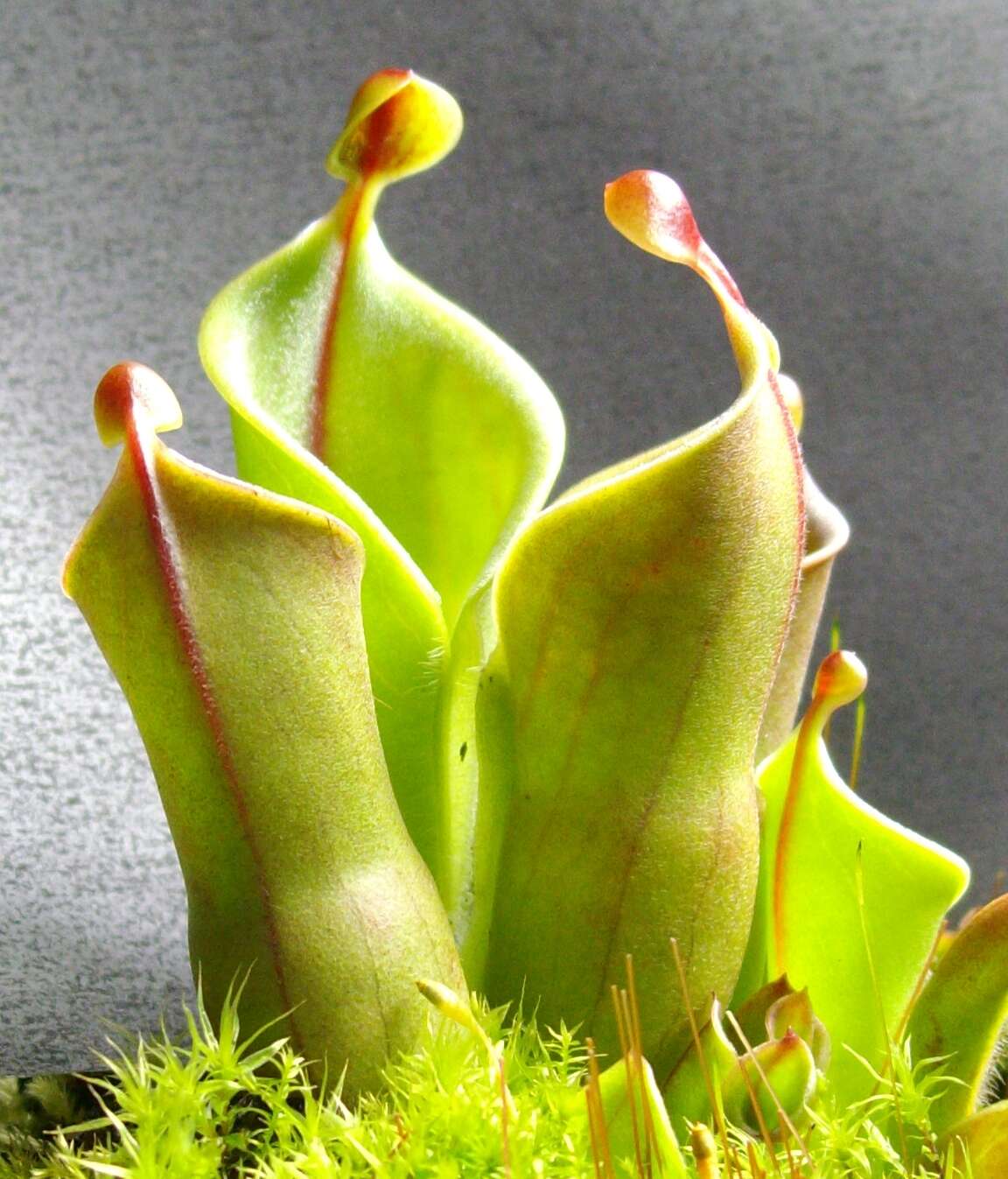 Image of Heliamphora