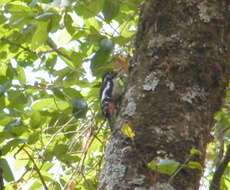 Image of Himalayan Woodpecker