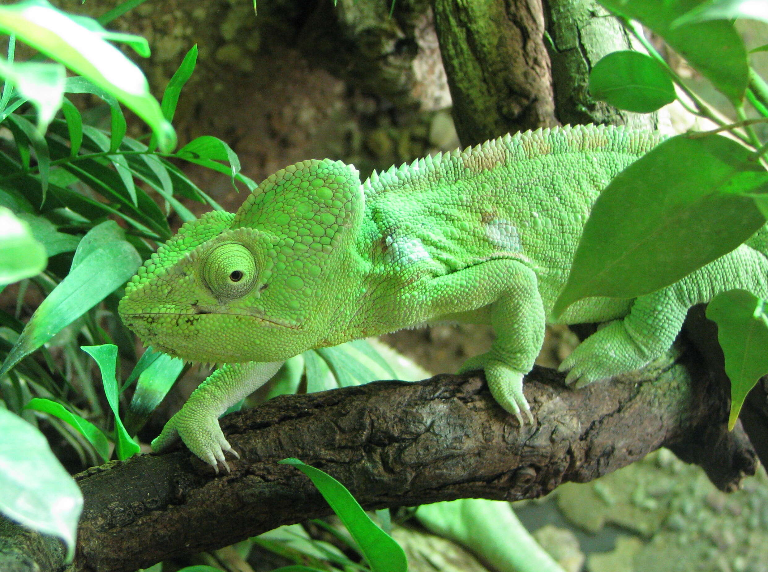 Image of Malagasy Giant Chameleon