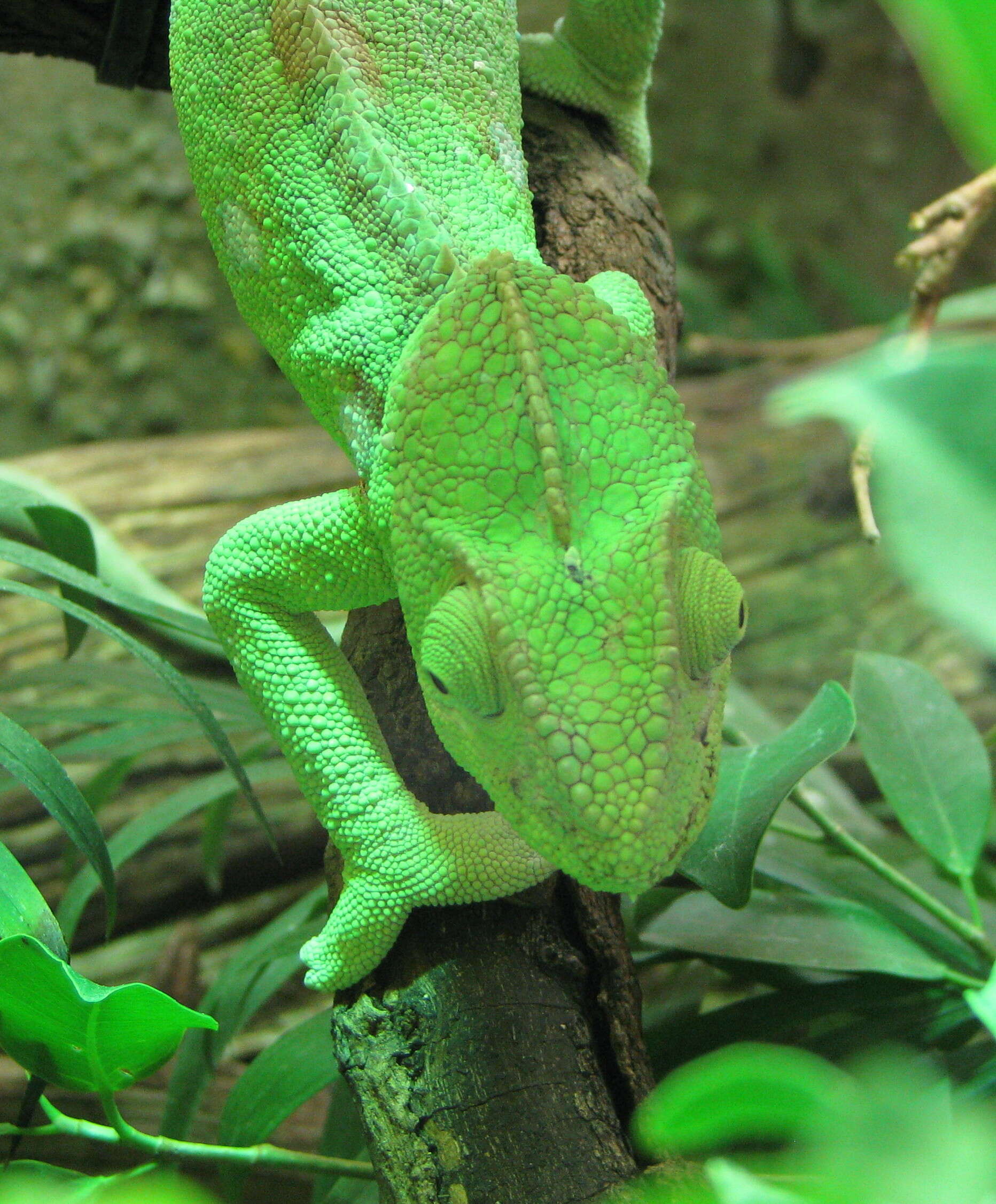 Image of Malagasy Giant Chameleon