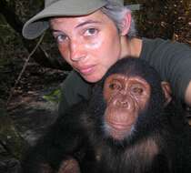 Image of chimpanzee