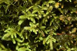 Image of Bolander's claopodium moss