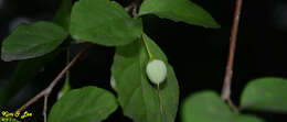 Image of Japanese snowbell