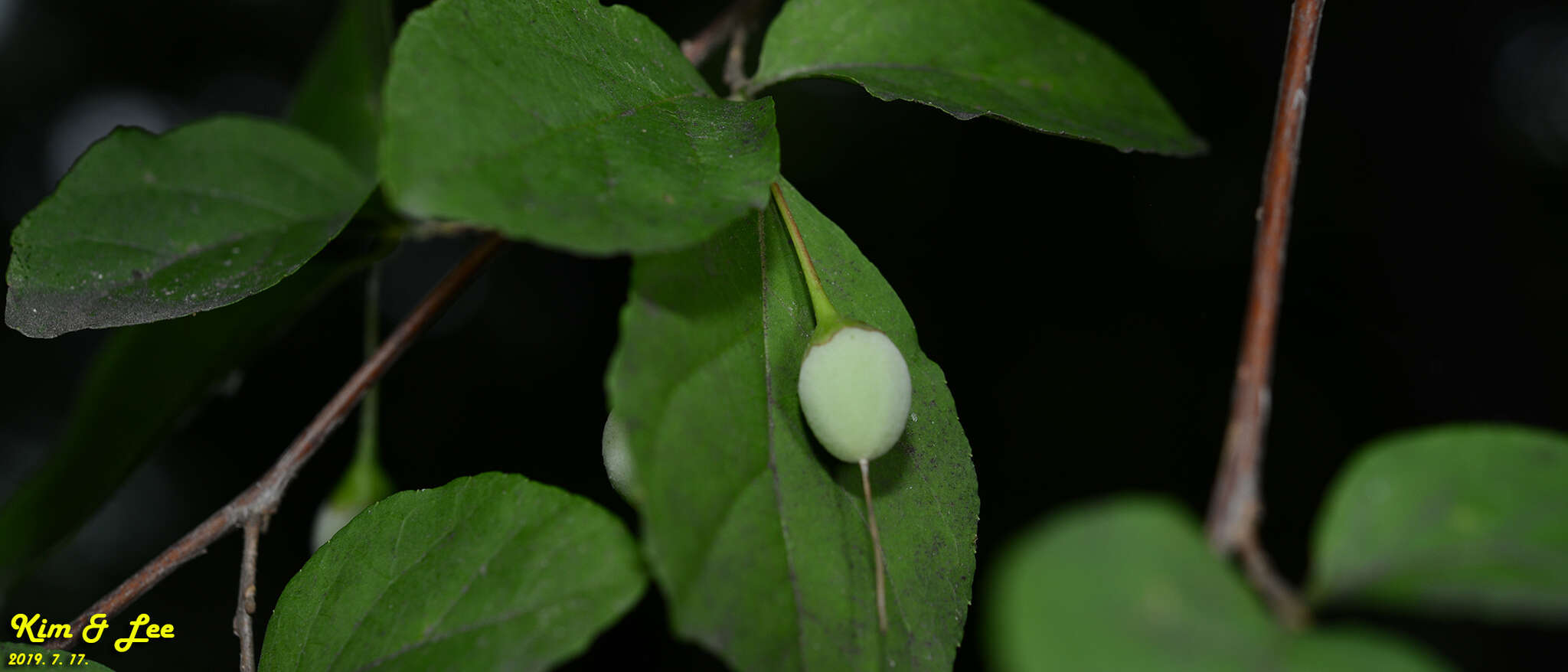 Sivun Styrax japonicus Siebold & Zucc. kuva