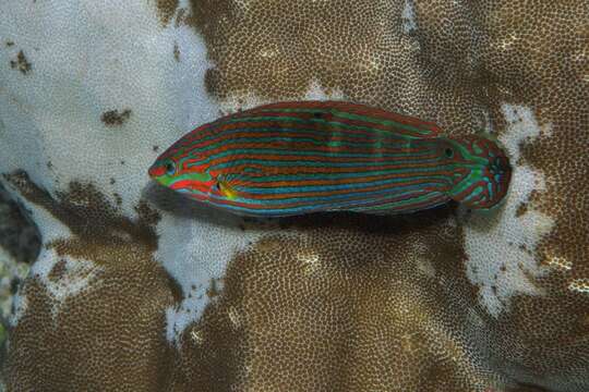 Halichoeres melanurus (Bleeker 1851) resmi