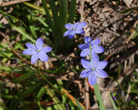 Image of Chamaescilla corymbosa (R. Br.) F. Muell. ex Benth.