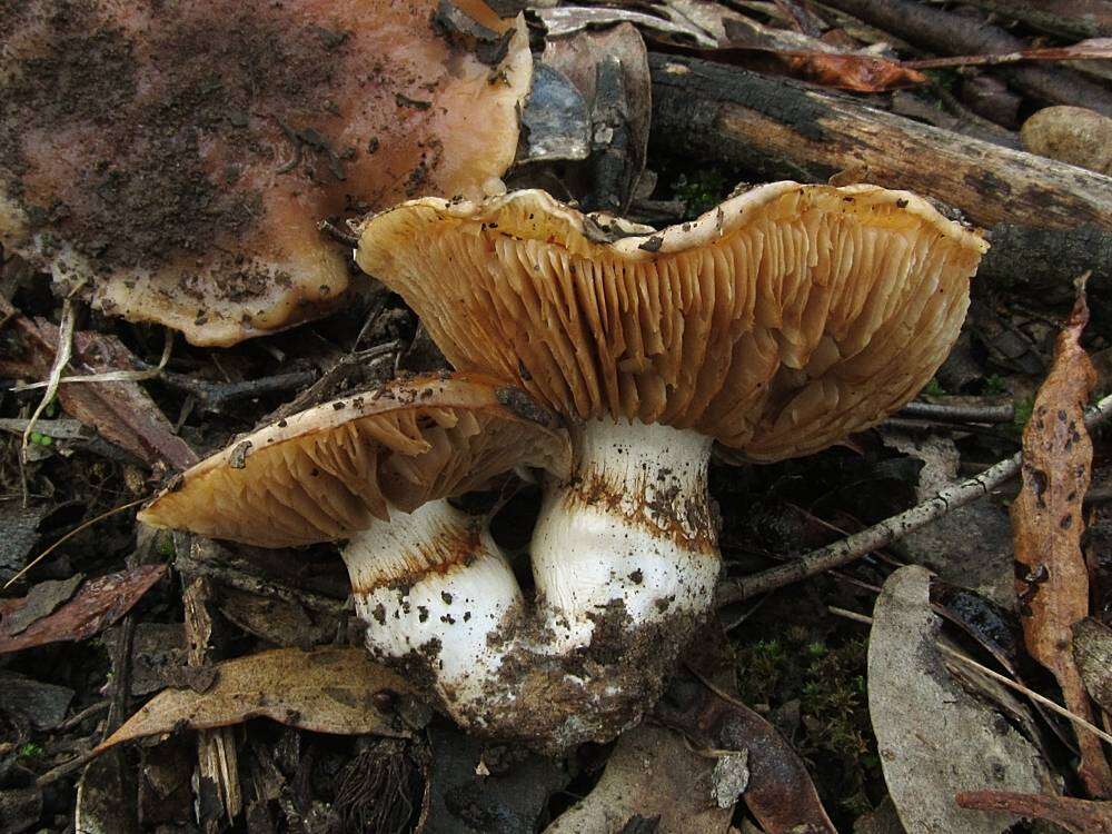 Imagem de Cortinarius australiensis (Cleland & Cheel) E. Horak 1981