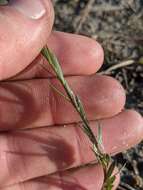 Image of Florida Yellow Flax