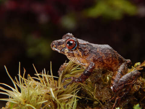 Image of Pristimantis orpacobates (Lynch, Ruiz-Carranza & Ardila-Robayo 1994)