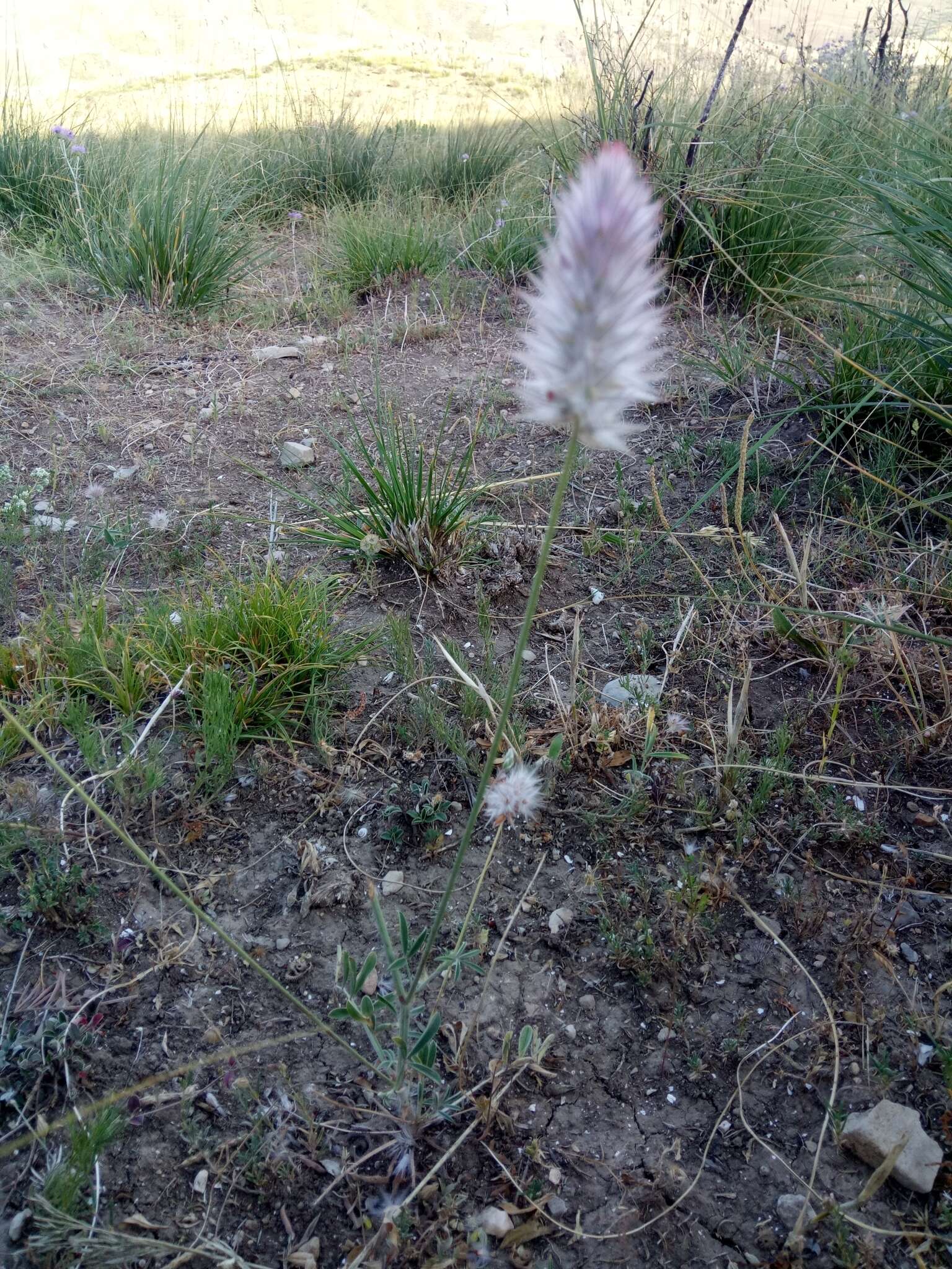 Image of Ebenus pinnata Aiton