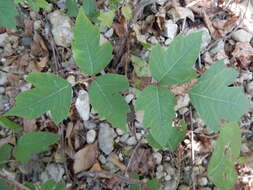 Image of eastern poison ivy