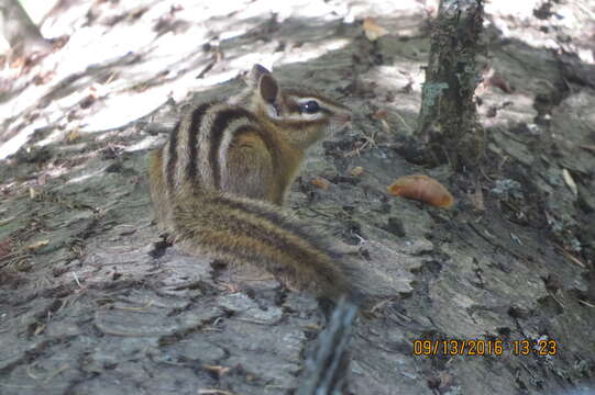 Image of Yellow-pine Chipmunk