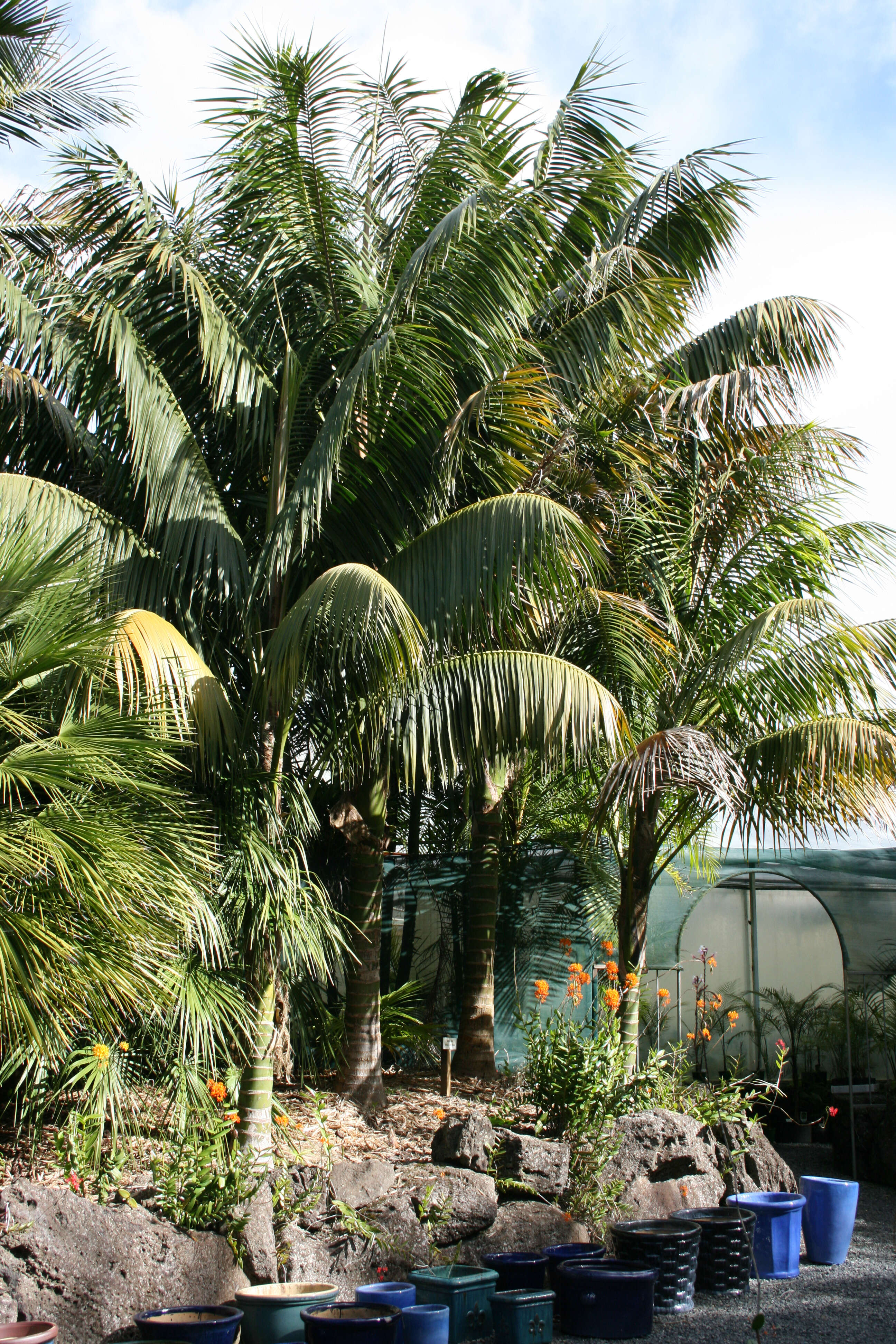 Image of Kentia Palm