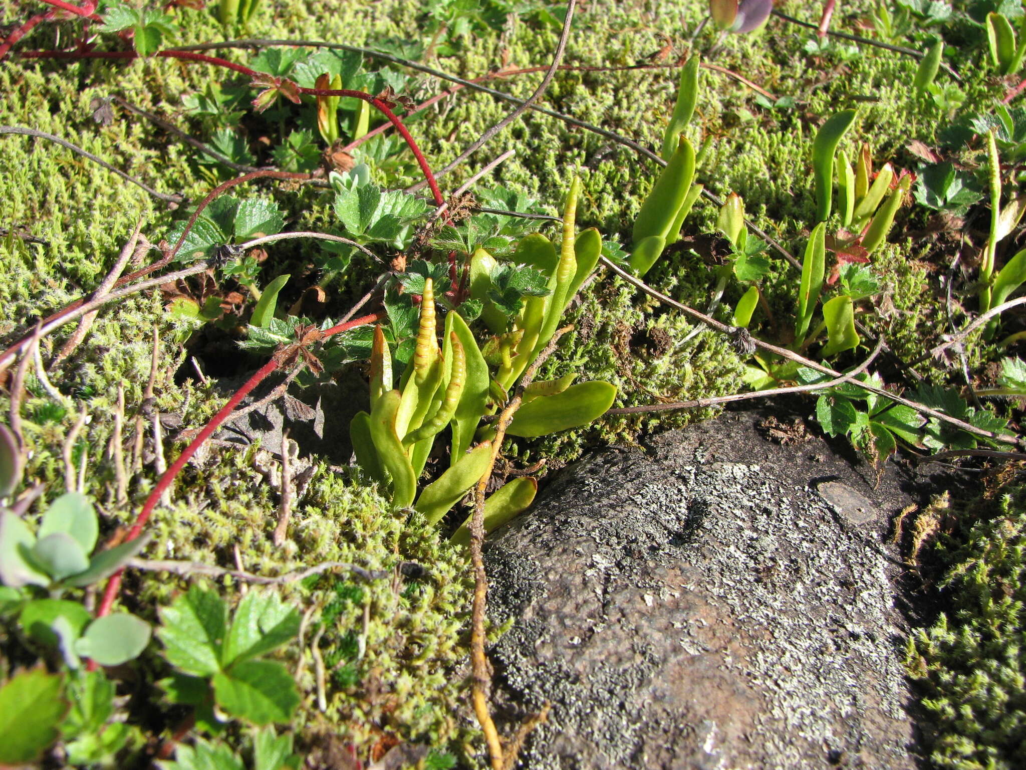 Imagem de Ophioglossum thermale Komarov