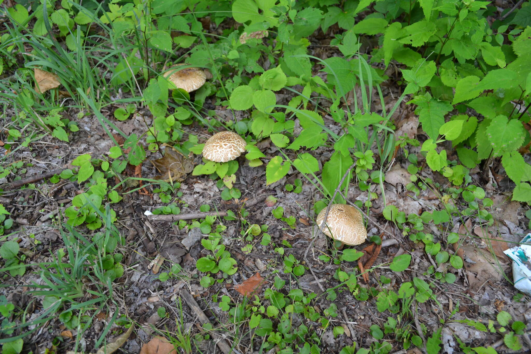 Слика од Caloboletus inedulis (Murrill) Vizzini 2014