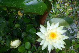 Image of American white waterlily