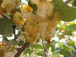 Plancia ëd Actinidia chinensis Planch.