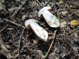 Image of Leccinum duriusculum (Schulzer ex Kalchbr.) Singer 1947