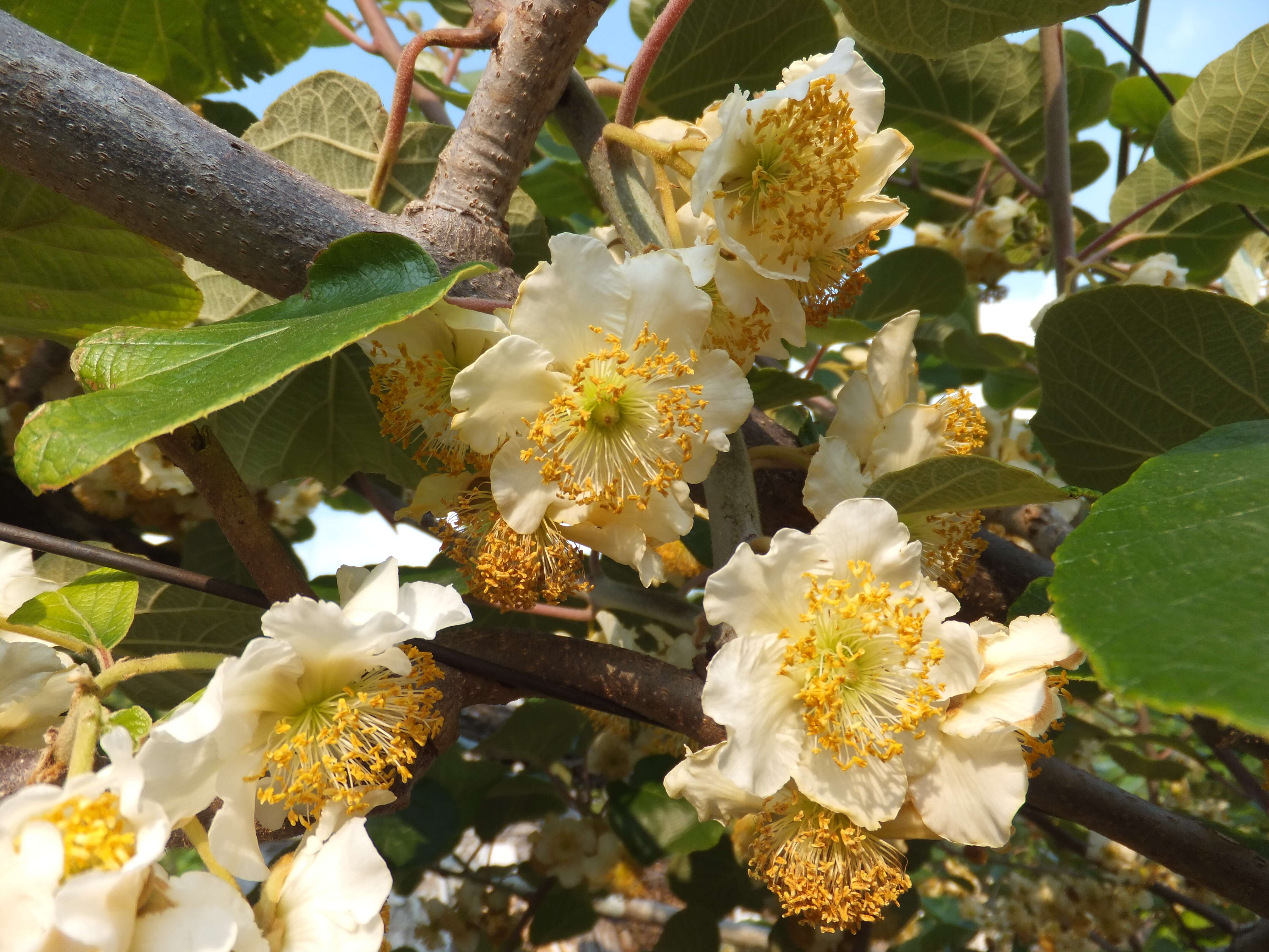 Imagem de Actinidia chinensis Planch.