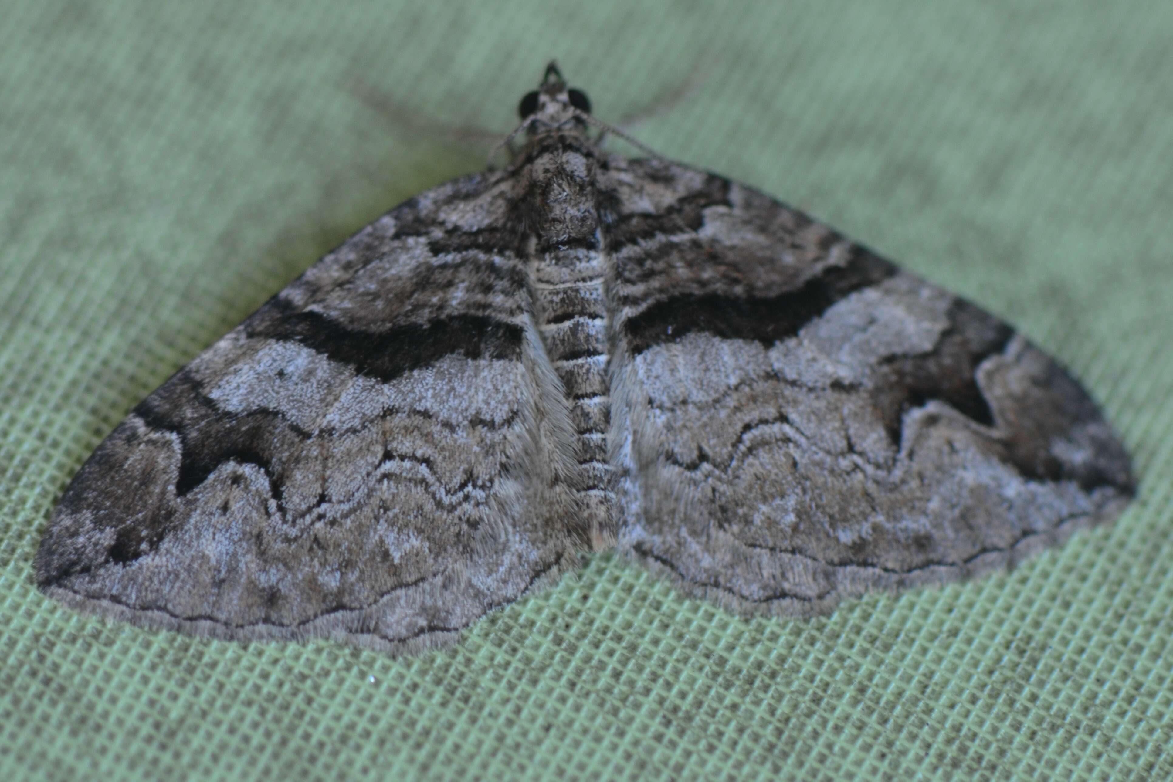 Image of Barberry carpet moth