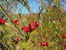 Image of Dodonaea sinuolata subsp. sinuolata