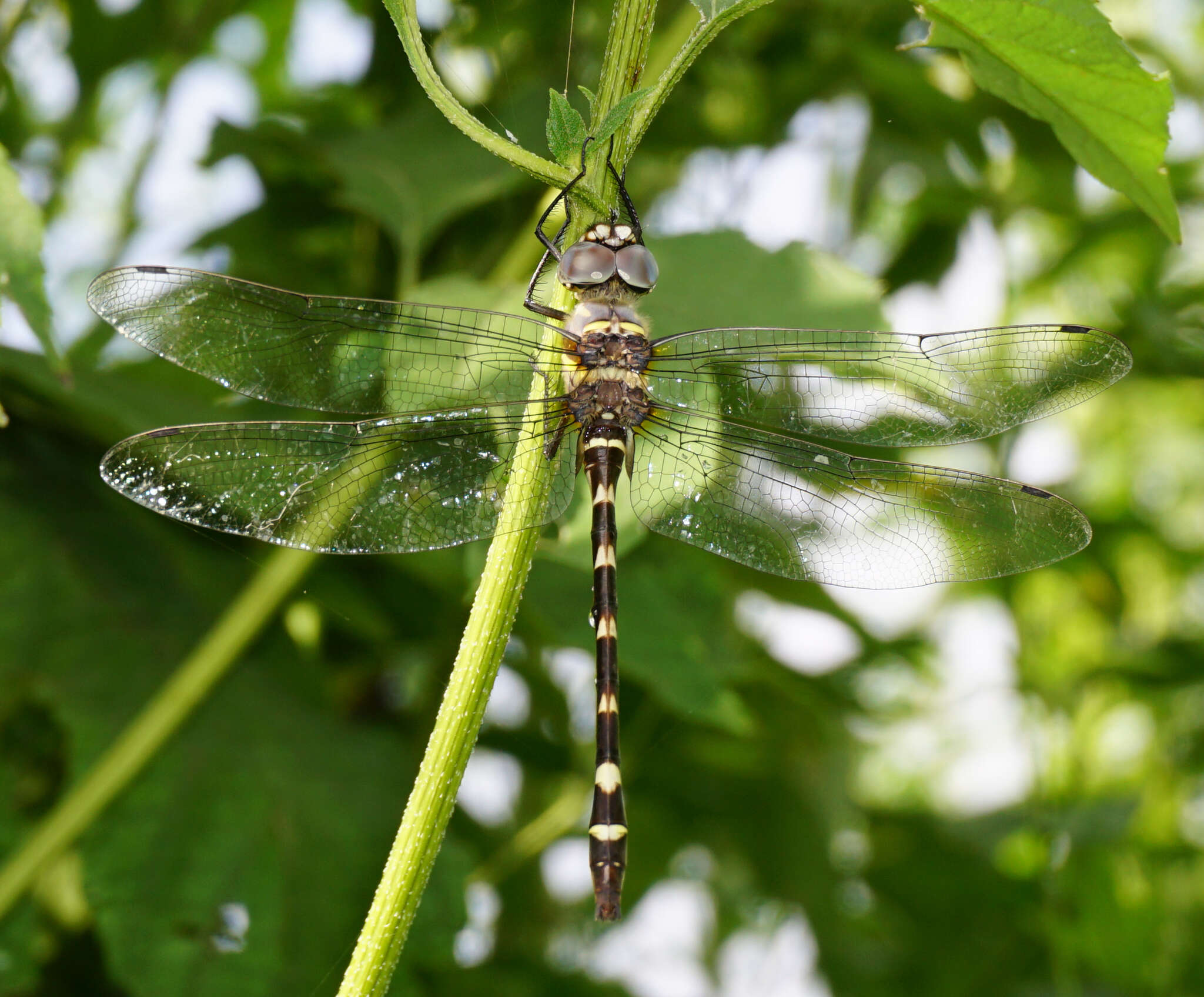 Image of Macromia annulata Hagen 1861