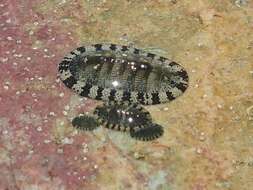 Image of West Indian green chiton