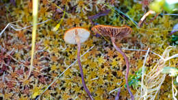 Image de Gymnopilus fulgens (J. Favre & Maire) Singer 1951