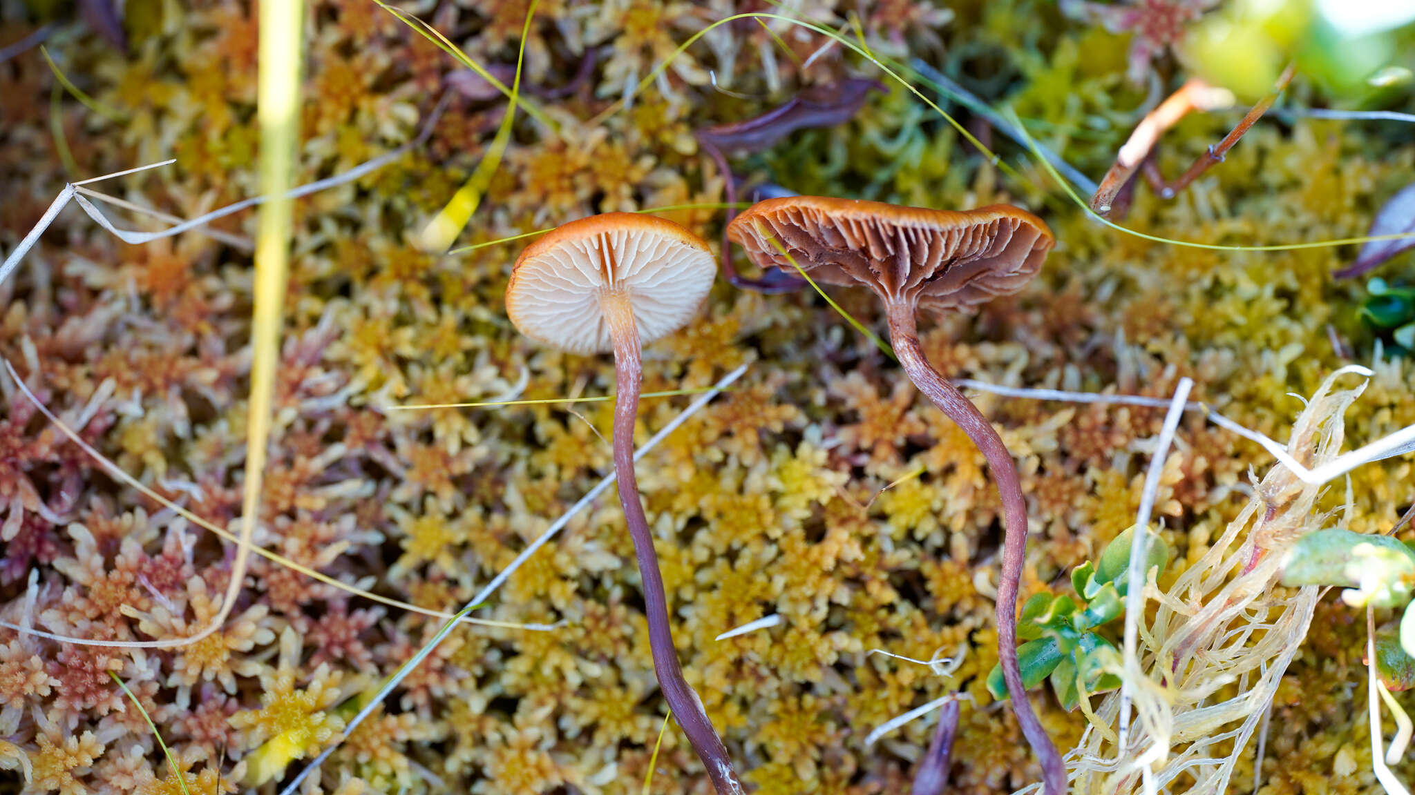 Image de Gymnopilus fulgens (J. Favre & Maire) Singer 1951