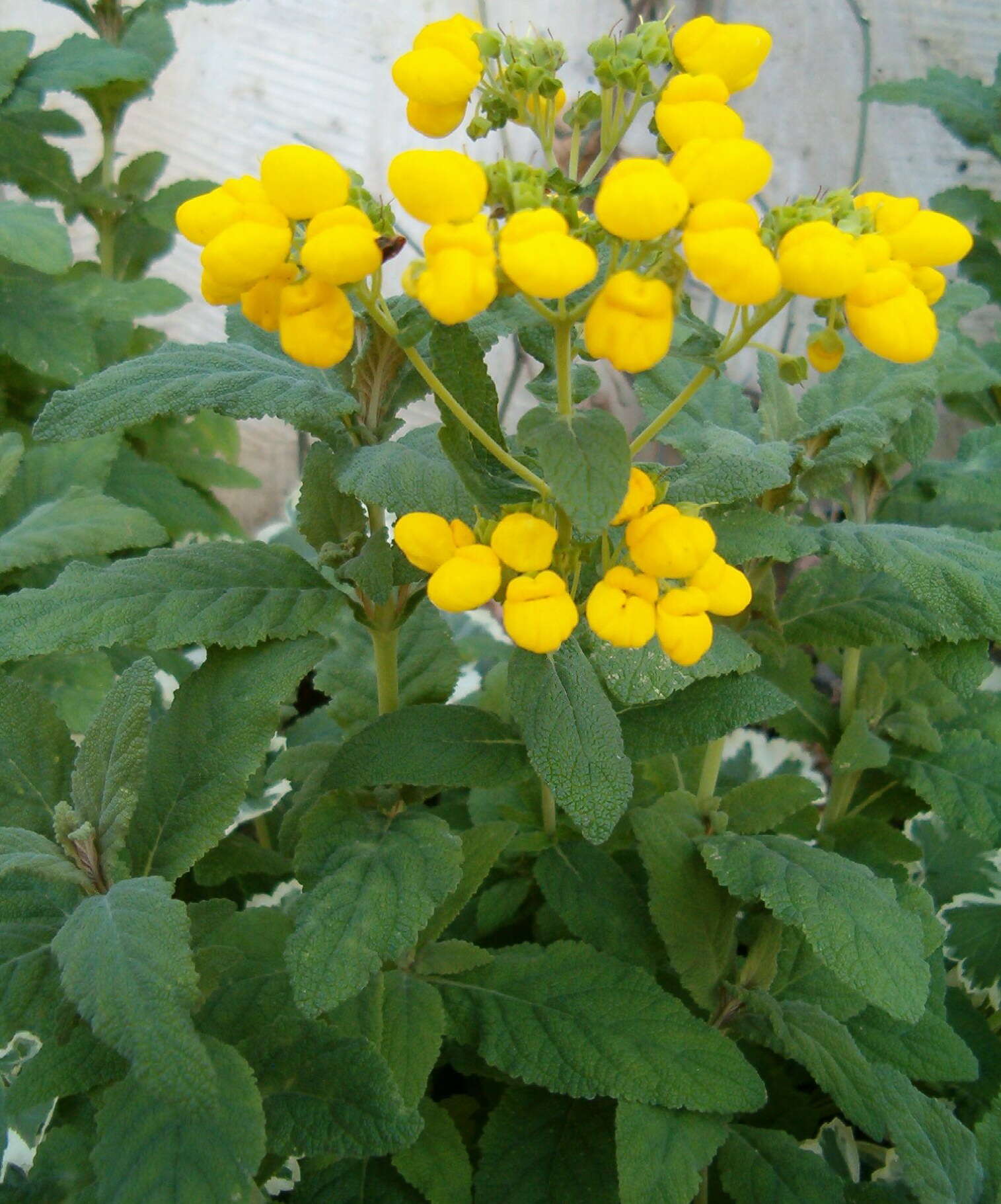 Image of Calceolaria integrifolia Murr.