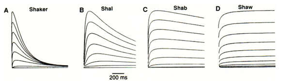 Image of Mus subgen. Mus Linnaeus 1758