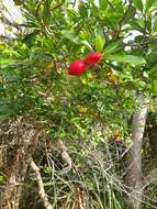 Image de Ochrosia elliptica Labill.