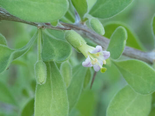 Image of Arizona desert-thorn