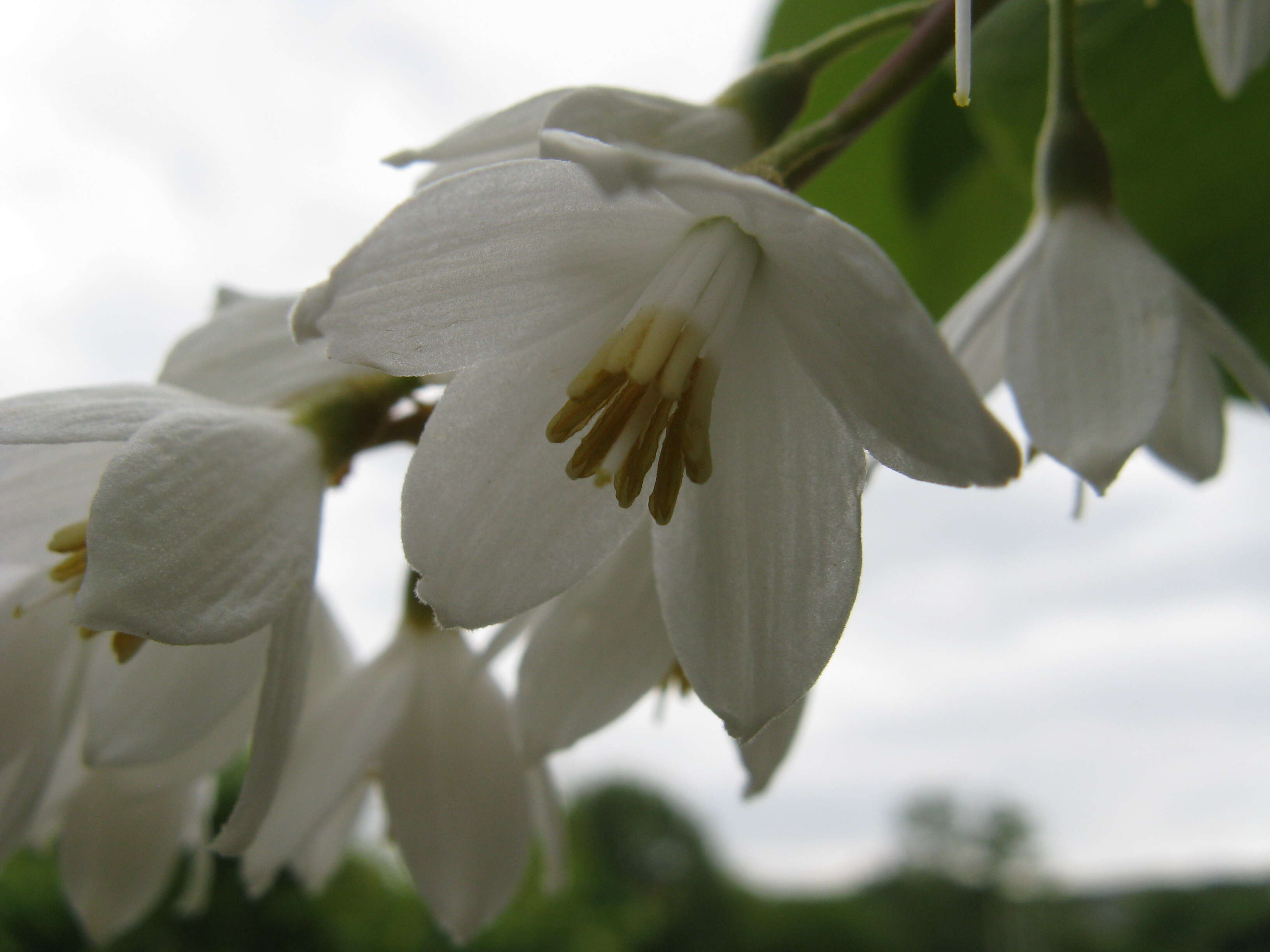 Plancia ëd Styrax obassia Siebold & Zucc.