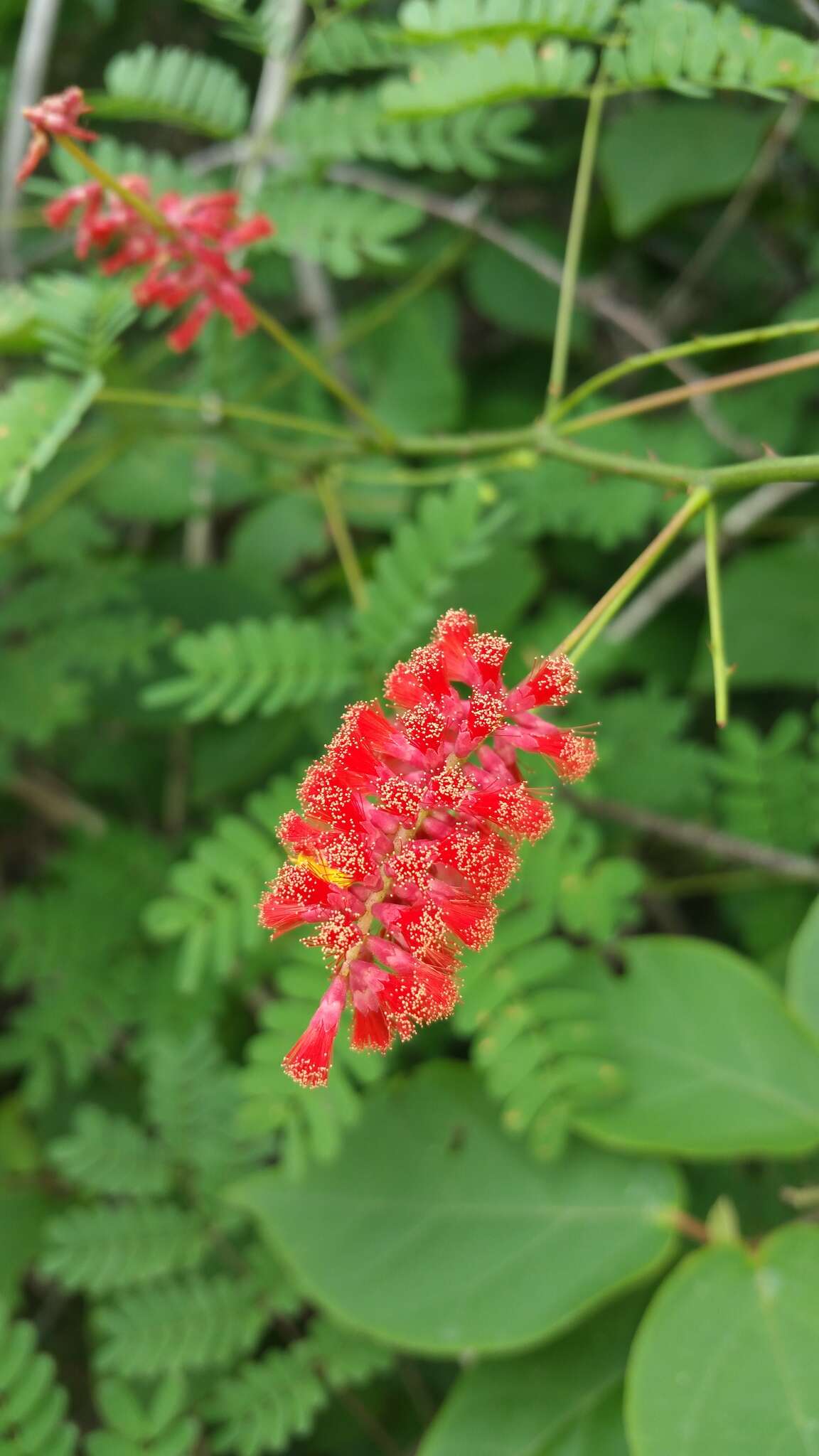 Image of Senegalia pervillei (Benth.) Boatwr.