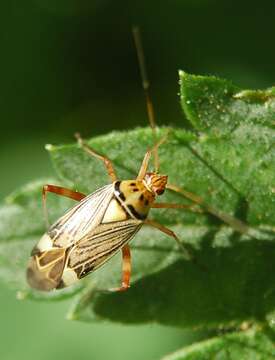 Слика од Rhabdomiris striatellus (Fabricius 1794)