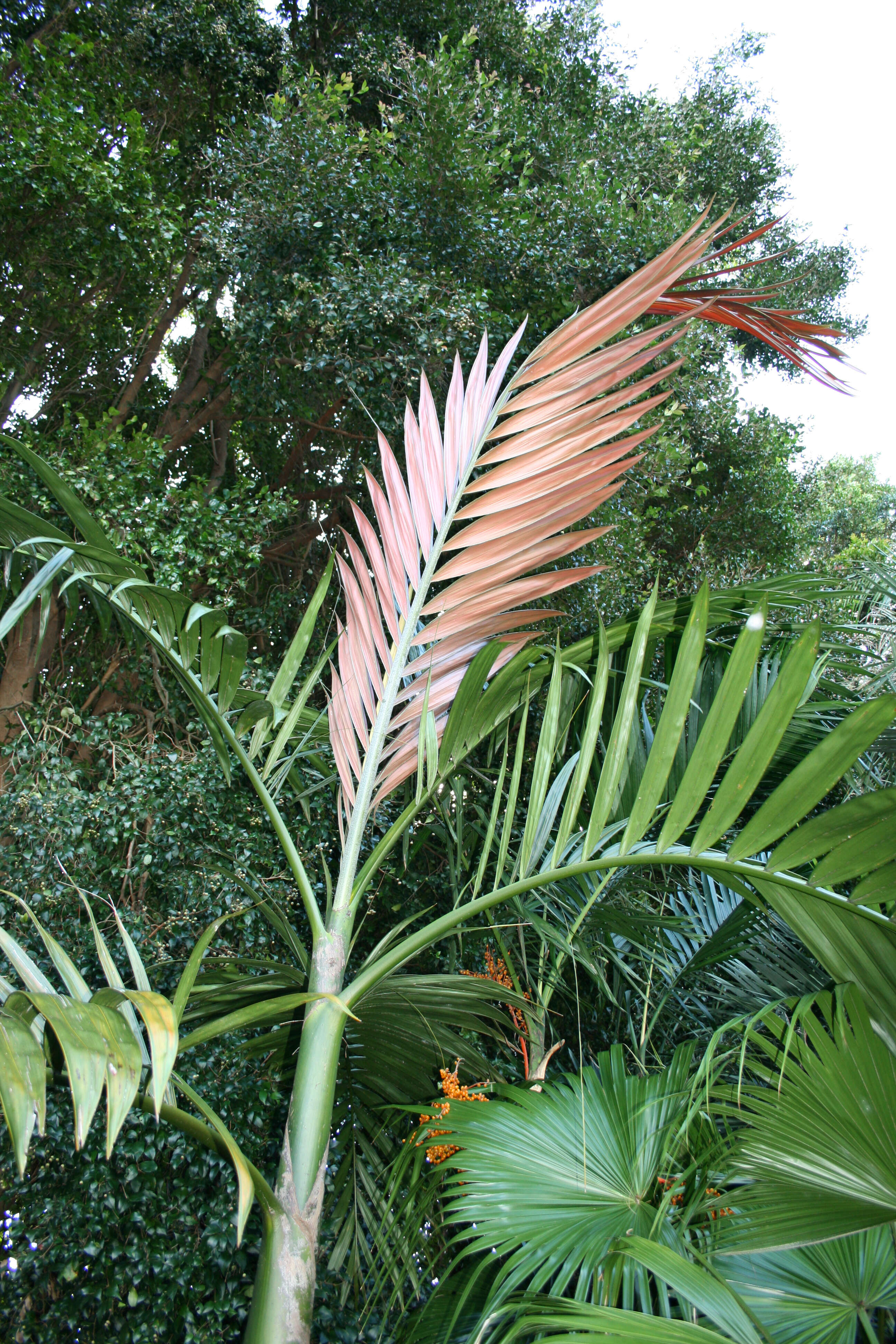 Image of Chambeyronia macrocarpa (Brongn.) Vieill. ex Becc.