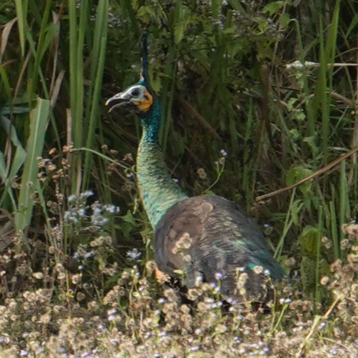 Imagem de Pavo muticus Linnaeus 1766