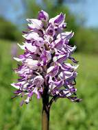 Image of Military orchid