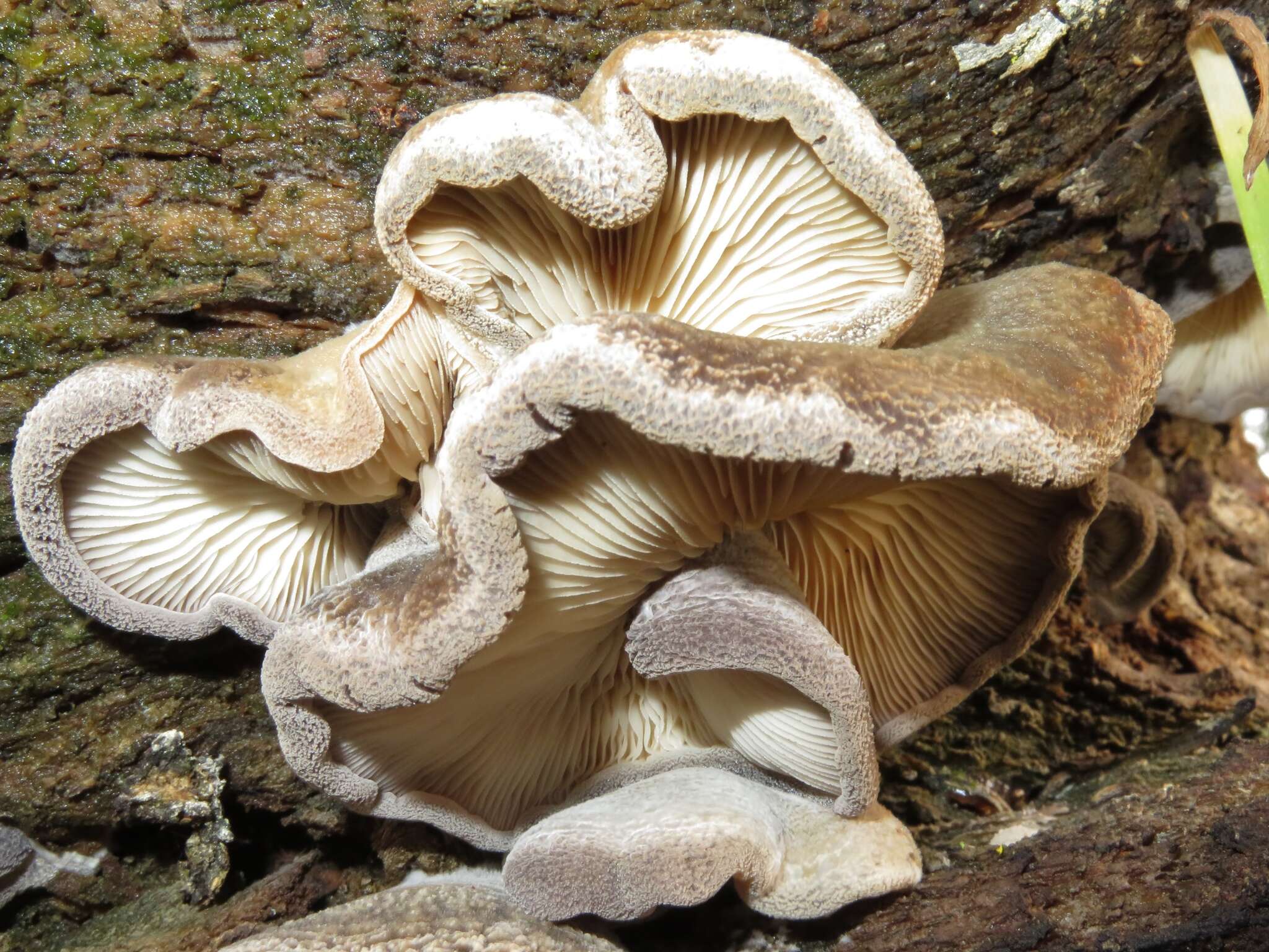 Hohenbuehelia mastrucata (Fr.) Singer 1951 resmi