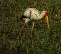 Image of Yellow-billed Stork