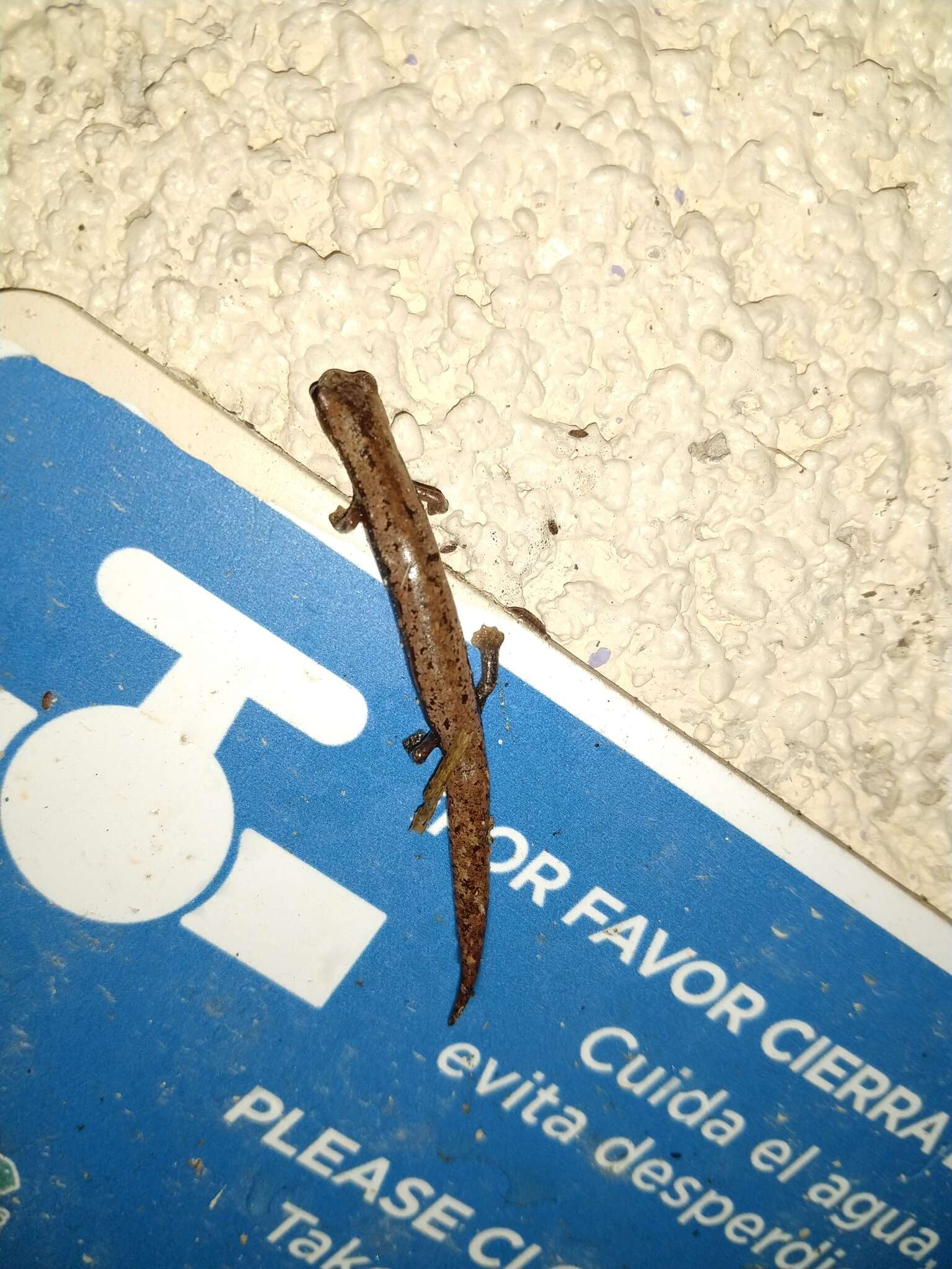 Image of Yucatan Mushroomtongue Salamander