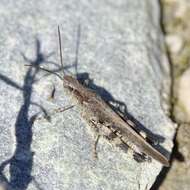 Epacromius tergestinus ponticus (Karny 1907) resmi