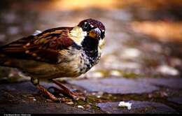 Image of Italian Sparrow