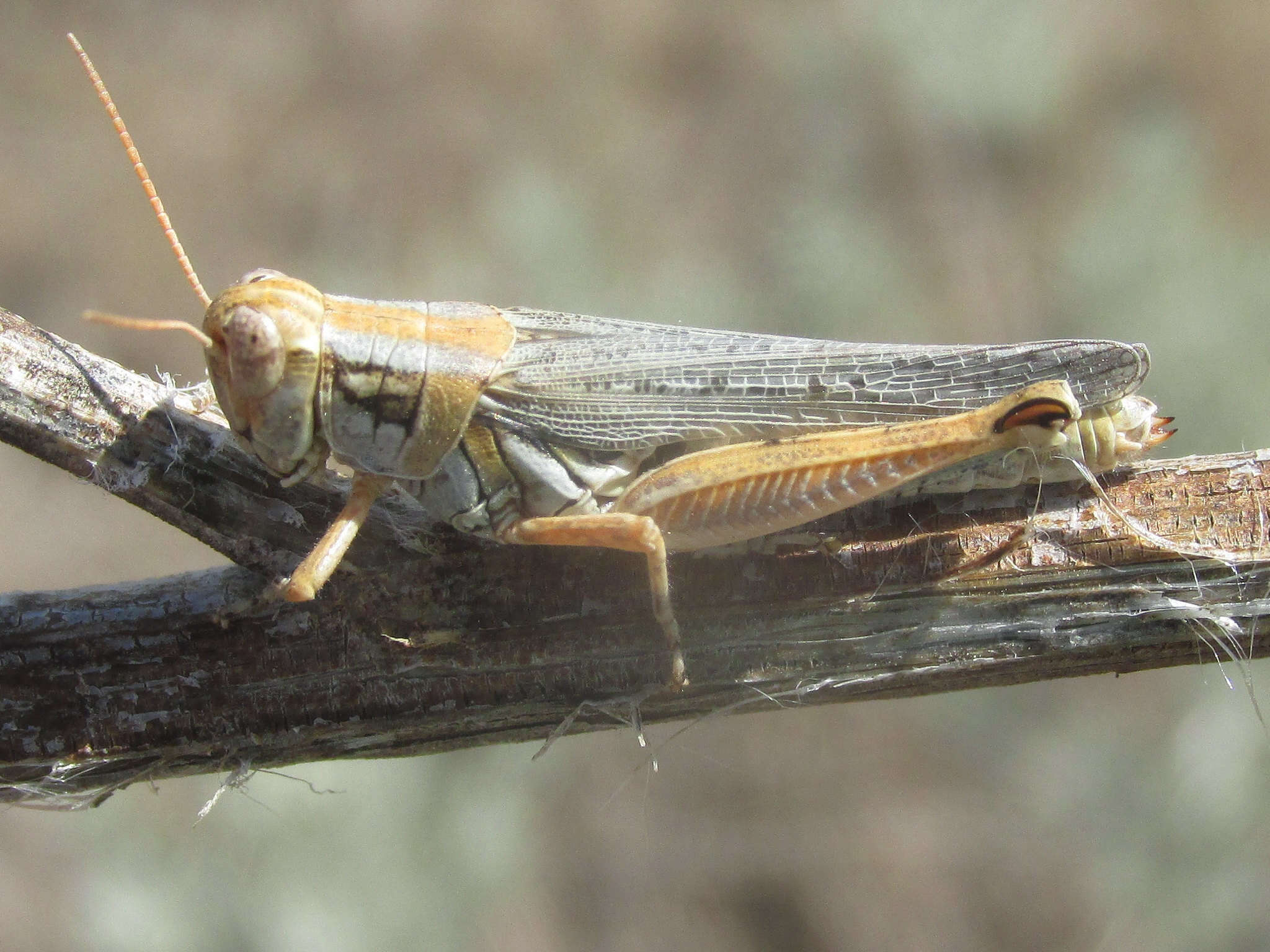 Melanoplus bowditchi canus Hebard 1925的圖片