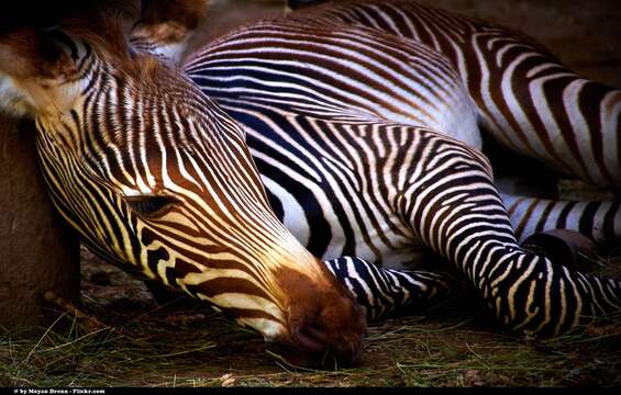 Image of Grevy's Zebra